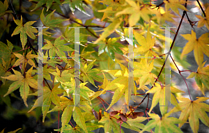 Picture of Acer palmatum 'Winter Red'