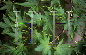 Picture of Acer palmatum 'Winter Red'