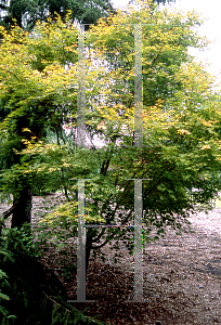 Picture of Acer palmatum 'Winter Red'