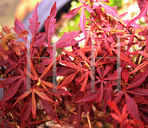 Picture of Acer palmatum (Matsumurae Group) 'Wolffs Broom'