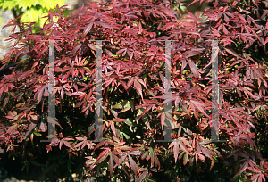 Picture of Acer palmatum (Matsumurae Group) 'Wolffs Broom'