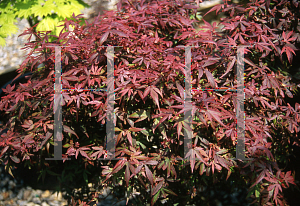 Picture of Acer palmatum (Matsumurae Group) 'Wolffs Broom'