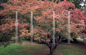 Picture of Acer palmatum (Matsumurae Group) 'Wou nishiki'