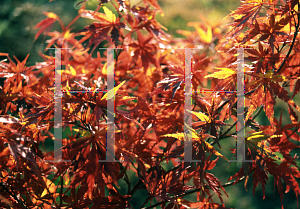 Picture of Acer palmatum (Matsumurae Group) 'Wou nishiki'