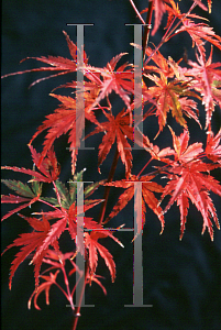 Picture of Acer palmatum (Matsumurae Group) 'Wou nishiki'