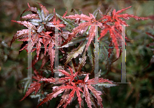 Picture of Acer palmatum (Amoenum Group) 'Mon zukushi (Yama hime)'