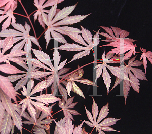 Picture of Acer palmatum (Matsumurae Group) 'Yasemin'