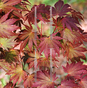 Picture of Acer palmatum (Matsumurae Group) 'Yasemin'