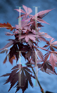 Picture of Acer palmatum (Matsumurae Group) 'Yasemin'