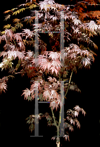 Picture of Acer palmatum (Matsumurae Group) 'Yasemin'