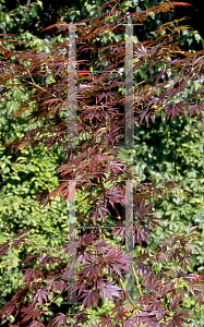 Picture of Acer palmatum (Matsumurae Group) 'Yasemin'