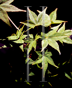 Picture of Acer palmatum 'Yashio'