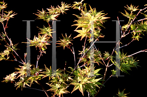 Picture of Acer palmatum 'Yashio'