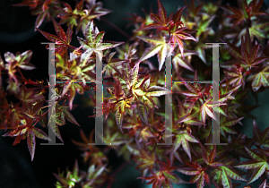 Picture of Acer palmatum 'Yashio'