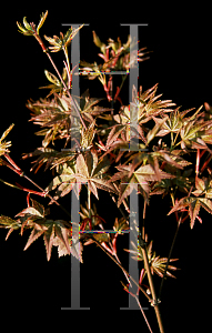 Picture of Acer palmatum 'Yashio'