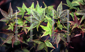 Picture of Acer palmatum 'Yashio'