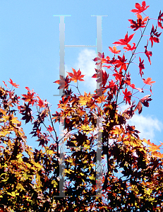 Picture of Acer palmatum (Amoenum Group) 'Yatsubusa'