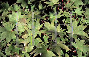Picture of Acer palmatum (Amoenum Group) 'Yatsubusa'