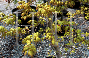 Picture of Acer palmatum (Amoenum Group) 'Yatsubusa'