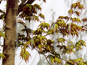 Picture of Acer palmatum (Amoenum Group) 'Yatsubusa'