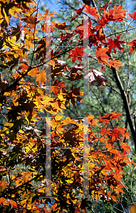 Picture of Acer palmatum (Amoenum Group) 'Yatsubusa'