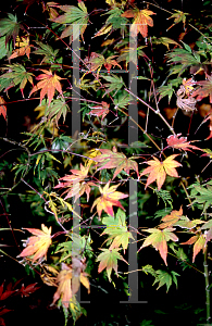 Picture of Acer palmatum (Matsumurae Group) 'Yellow Bird'