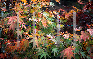 Picture of Acer palmatum (Matsumurae Group) 'Yellow Bird'