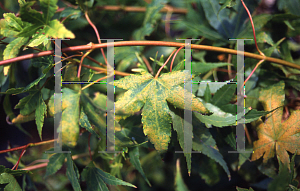 Picture of Acer palmatum 'Yellow Variegated'