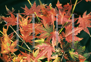 Picture of Acer palmatum 'Yellow Variegated'