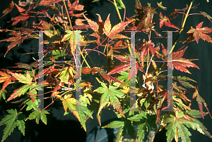 Picture of Acer palmatum 'Yellow Variegated'