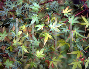 Picture of Acer palmatum 'Yellow Variegated'
