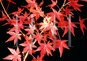 Picture of Acer palmatum 'Yellow Variegated'
