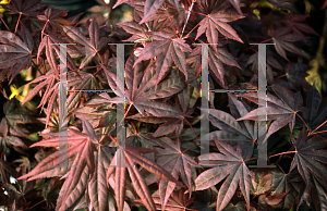 Picture of Acer palmatum (Amoenum Group) 'Ezo nishiki (Yezo nishiki)'