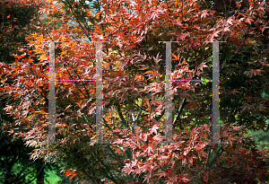 Picture of Acer palmatum (Amoenum Group) 'Ezo nishiki (Yezo nishiki)'