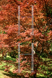 Picture of Acer palmatum (Amoenum Group) 'Ezo nishiki (Yezo nishiki)'