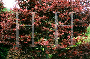 Picture of Acer palmatum (Amoenum Group) 'Ezo nishiki (Yezo nishiki)'