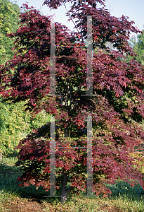 Picture of Acer palmatum (Amoenum Group) 'Ezo nishiki (Yezo nishiki)'