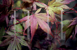 Picture of Acer palmatum (Matsumurae Group) 'Yubae'