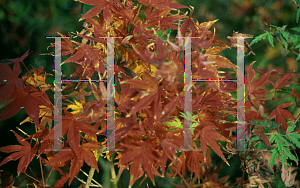 Picture of Acer palmatum (Matsumurae Group) 'Yubae'