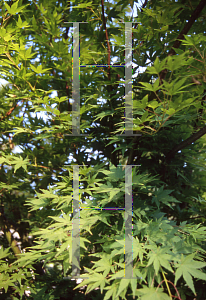 Picture of Acer palmatum (Matsumurae Group) 'Yubae'