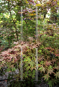 Picture of Acer palmatum (Matsumurae Group) 'Yubae'