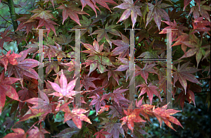 Picture of Acer palmatum 'Yugure'