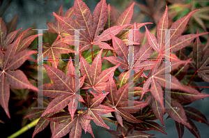 Picture of Acer palmatum 'Yugure'