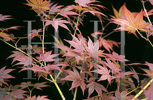 Picture of Acer palmatum 'Yugure'