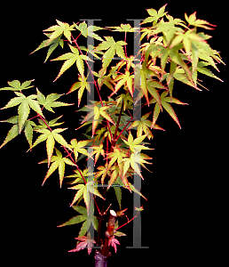 Picture of Acer palmatum (Matsumurae Group) 'Yuri hime'