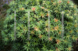 Picture of Acer palmatum (Matsumurae Group) 'Yuri hime'