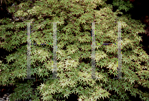 Picture of Acer palmatum (Matsumurae Group) 'Yuri hime'