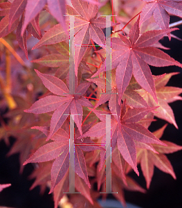 Picture of Acer palmatum (Matsumurae Group) 'Yubae'