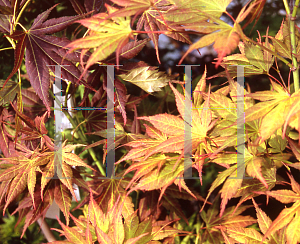 Picture of Acer palmatum 'Yugure'