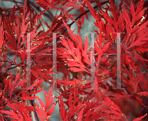 Picture of Acer palmatum (Dissectum Group) 'Orangeloa'